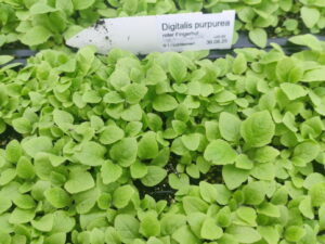 Digitalis purpurea – Fingerhut <br> 7 Stck. Jungpflanzen (UG 02)