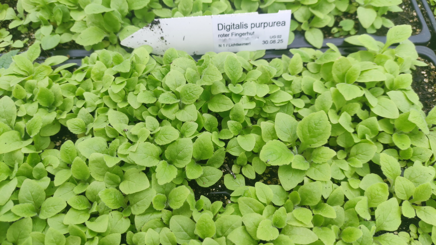 Digitalis purpurea - Fingerhut <br> 7 Stck. Jungpflanzen (UG 02)