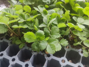 Fragaria vesca vesvca <br> Walderdbeere, 7 Stck. Jungpflanzen (UG n.n.)
