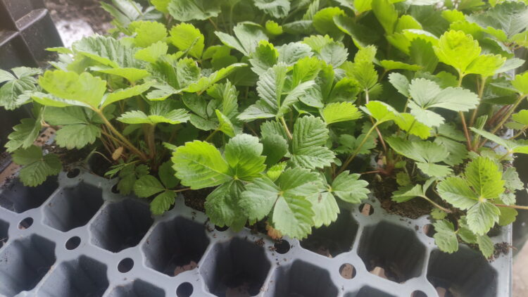 Fragaria vesca vesvca <br> Walderdbeere, 7 Stck. Jungpflanzen (UG n.n.)