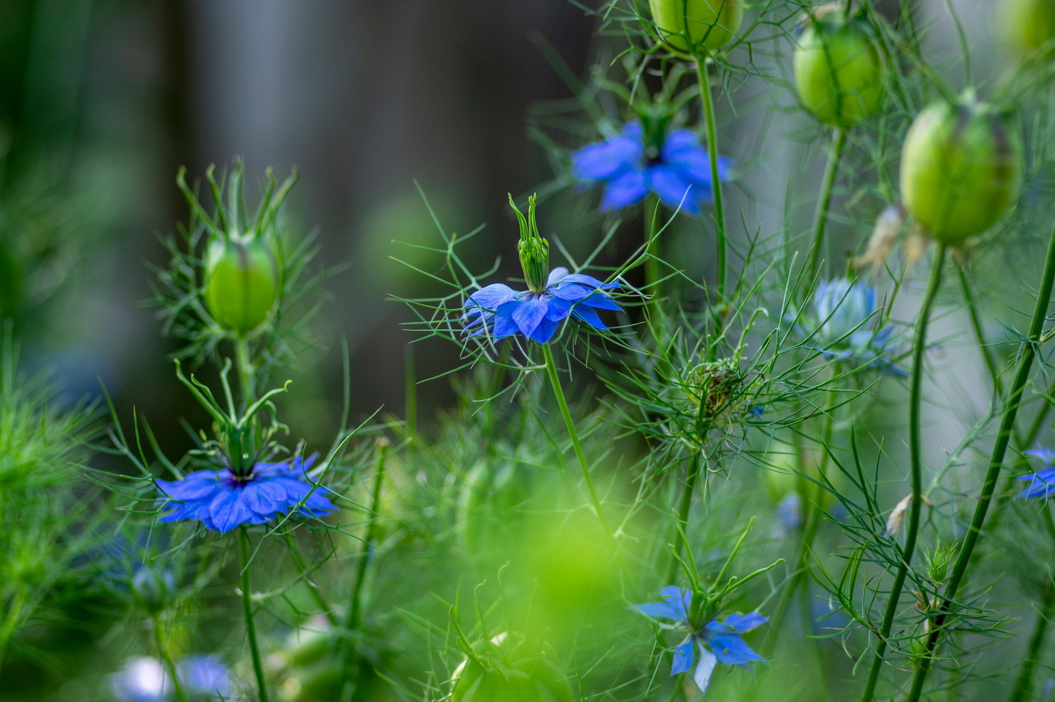 Nigella damascena - Jungfer im Grünen <br> 0,5 g , ca. 200 Korn (PG C) – Bild 3