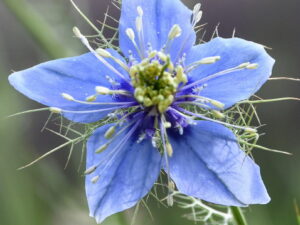 Nigella damascena – Jungfer im Grünen <br> 0,5 g , ca. 200 Korn (PG C)
