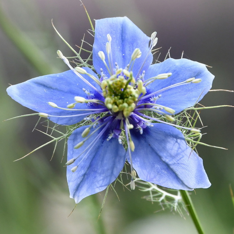 Nigella damascena - Jungfer im Grünen <br> 0,5 g , ca. 200 Korn (PG C)