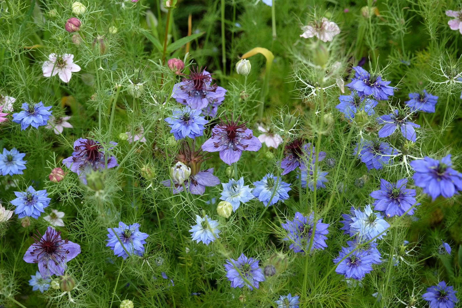 Nigella damascena - Jungfer im Grünen <br> 0,5 g , ca. 200 Korn (PG C) – Bild 4