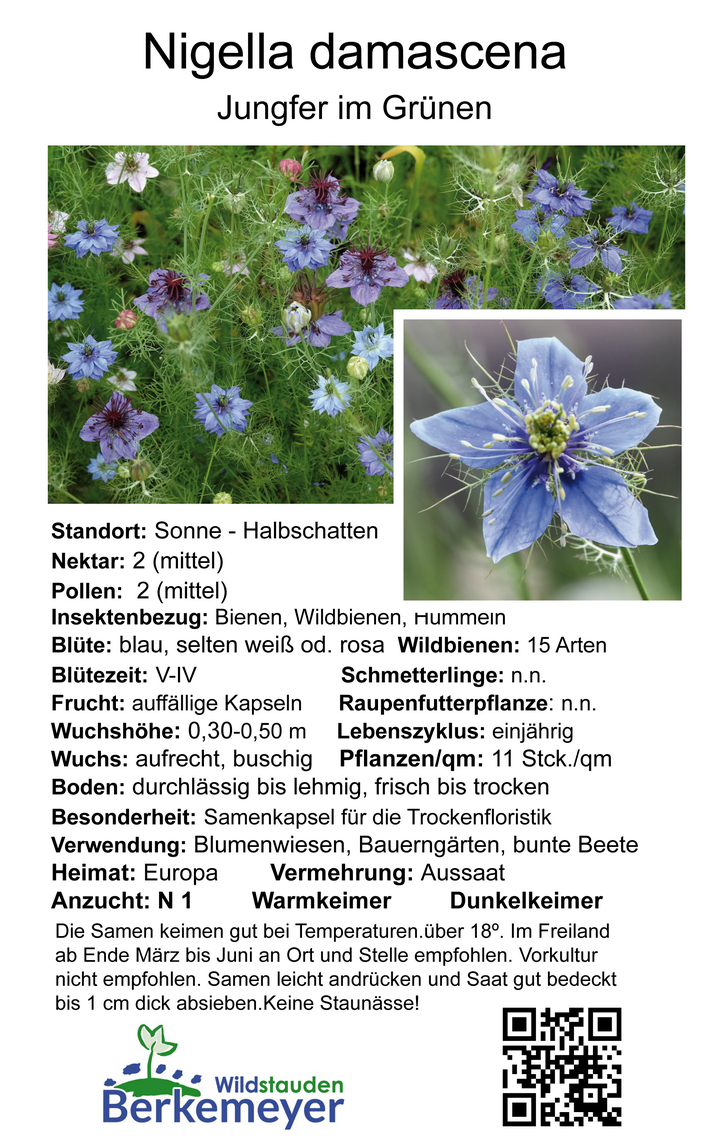 Nigella damascena - Jungfer im Grünen <br> 0,5 g , ca. 200 Korn (PG C) – Bild 2