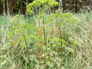 Peucedanum officinale – echter Haarstrang  <br> 1 Stck. im 12 cm RC-Topf