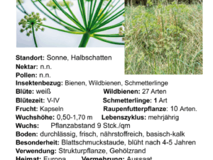 Peucedanum officinale – echter Haarstrang  <br> 1 Stck. im 12 cm RC-Topf