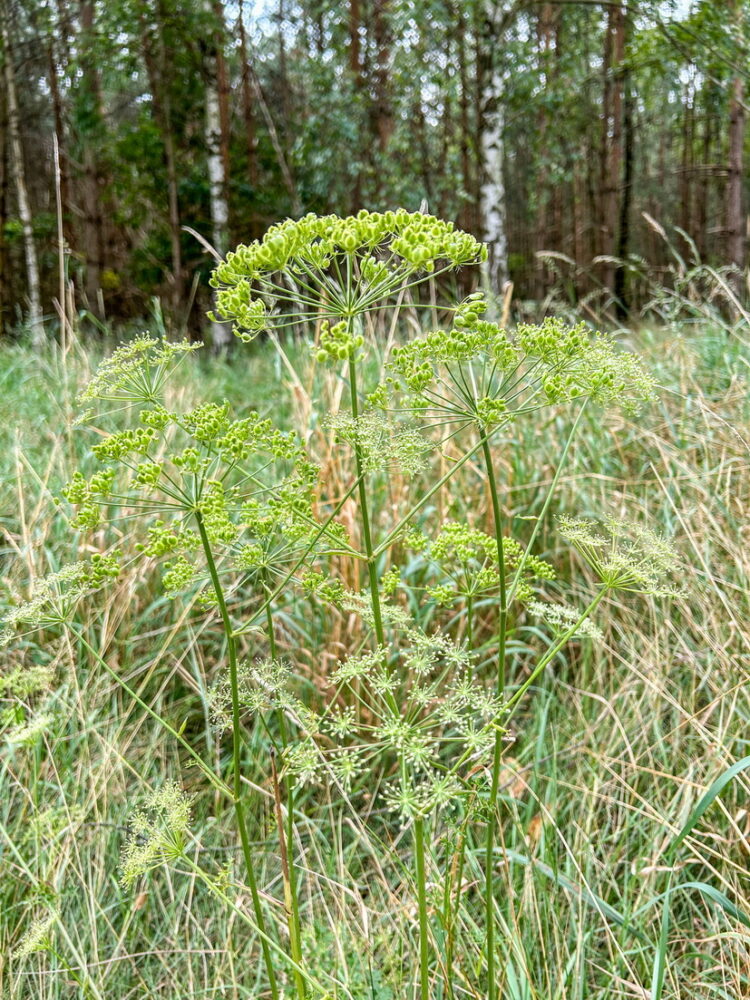Peucedanum officinale - echter Haarstrang  <br> 1 Stck. im 12 cm RC-Topf