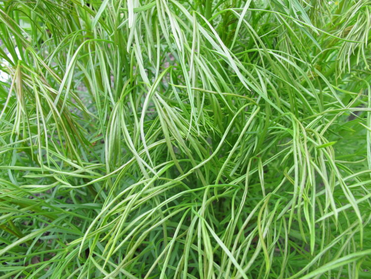 Peucedanum officinale - echter Haarstrang  <br> 1 Stck. im 12 cm RC-Topf – Bild 4