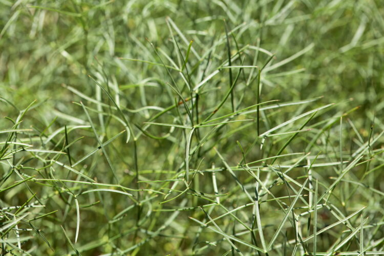 Peucedanum officinale - echter Haarstrang  <br> 1 Stck. im 12 cm RC-Topf – Bild 5