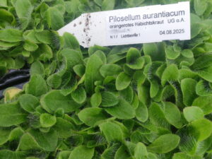 Pilosella aurantiacum – orangerotes Habichtskraut <br> 7 Stck. Jungpflanzen (UG n.n.)