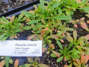 Reseda luteola – Färber-Reseda, Wau <br>7 Jungpflanzen (UG 02)