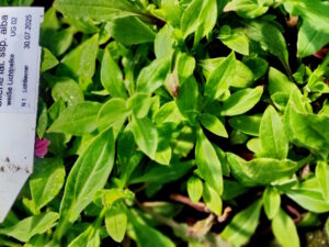 Silene latifolia alba – weiße Lichtnelke <br> 7 Jungpflanzen (UG 02)