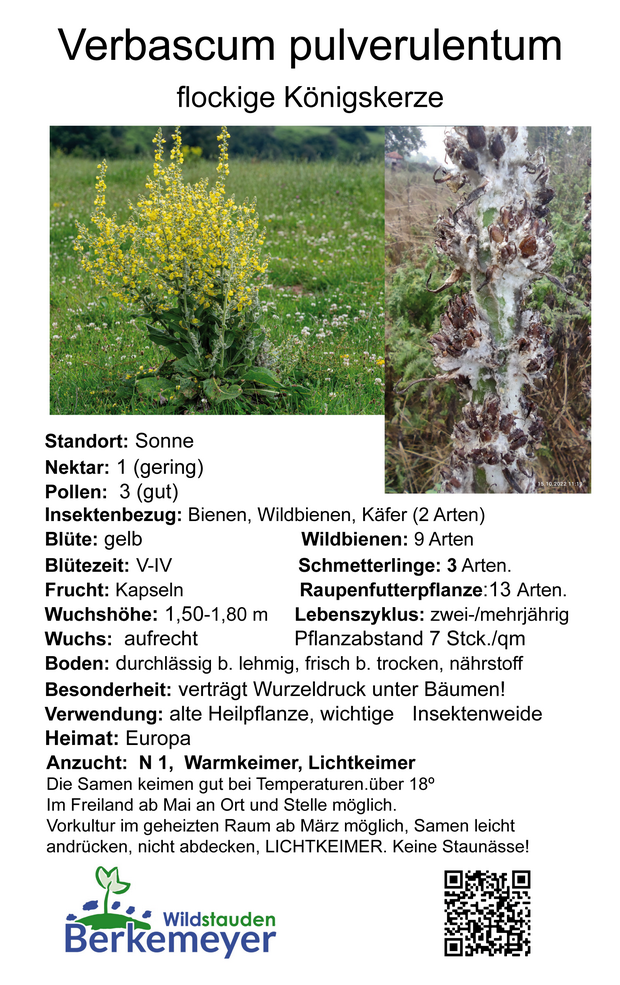 Verbascum pulverulentum - flockige Königskerze <br> 7 Jungpflanzen (UG 02) – Bild 2