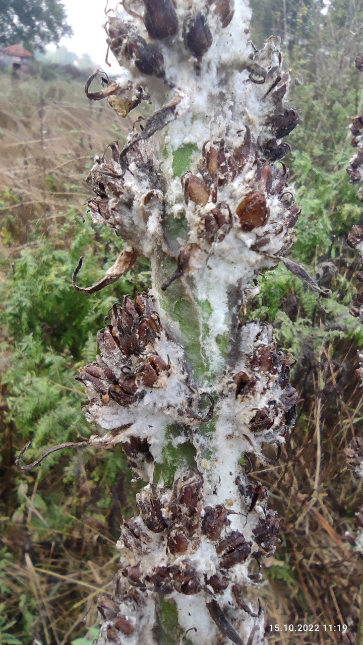 Verbascum pulverulentum - flockige Königskerze <br> 7 Jungpflanzen (UG 02) – Bild 3