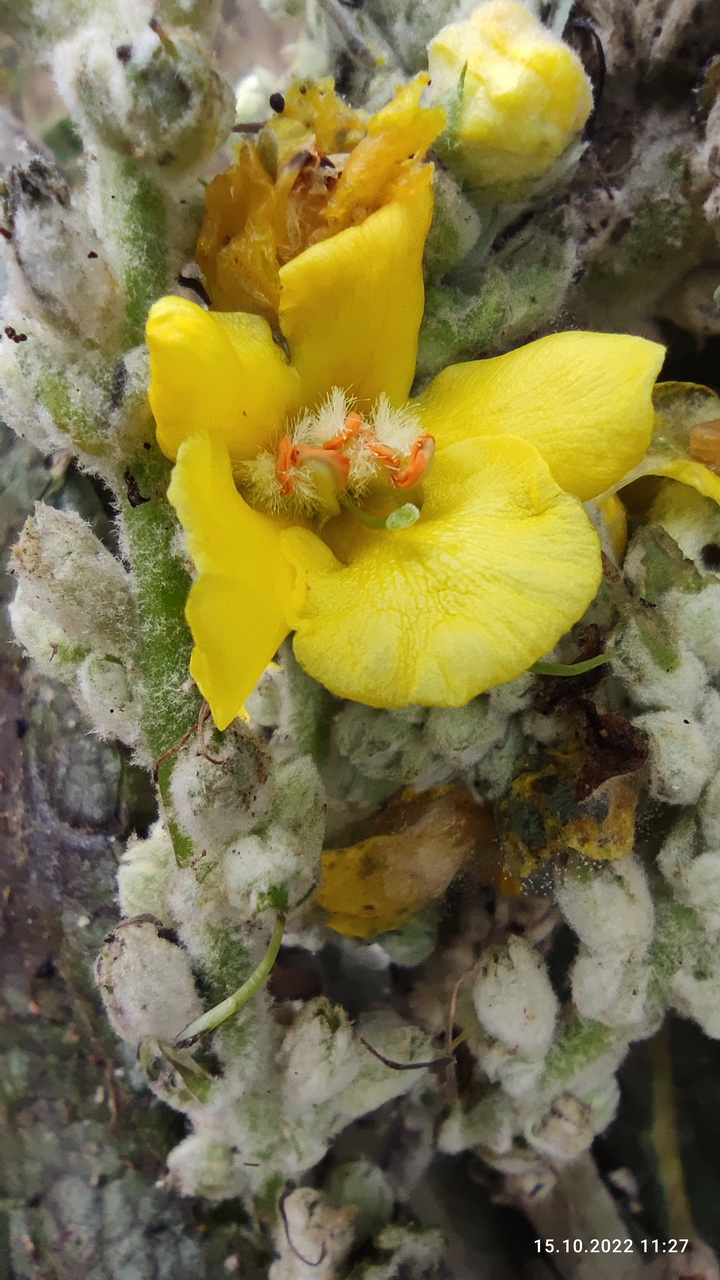 Verbascum pulverulentum - flockige Königskerze <br> 7 Jungpflanzen (UG 02) – Bild 4