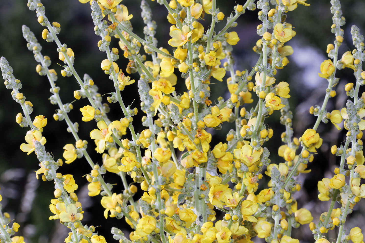 Verbascum pulverulentum - flockige Königskerze <br> 7 Jungpflanzen (UG 02) – Bild 5