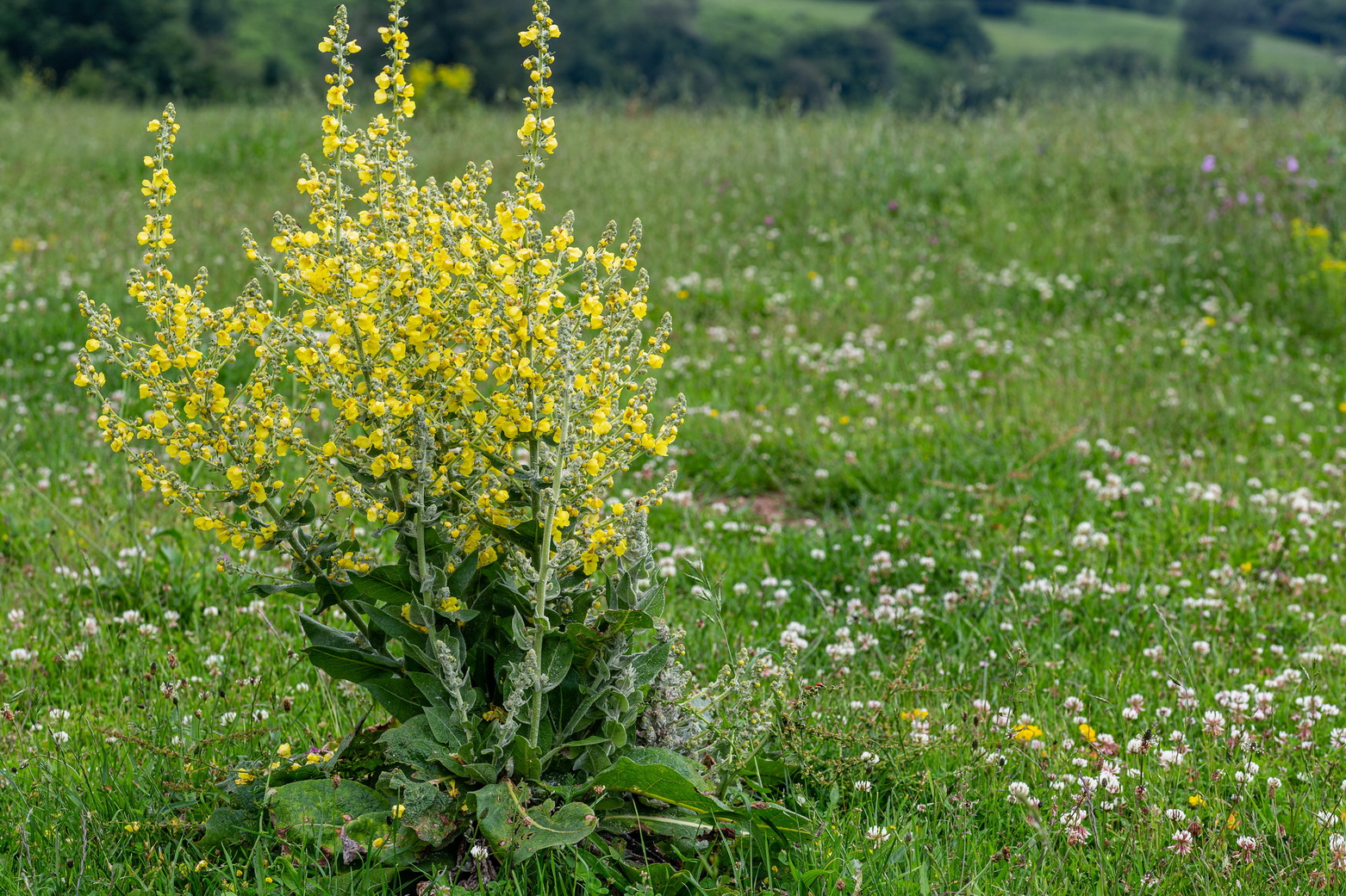 Verbascum pulverulentum - flockige Königskerze <br> 7 Jungpflanzen (UG 02) – Bild 6