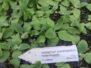 Verbascum pulverulentum – flockige Königskerze <br> 7 Jungpflanzen (UG 02)
