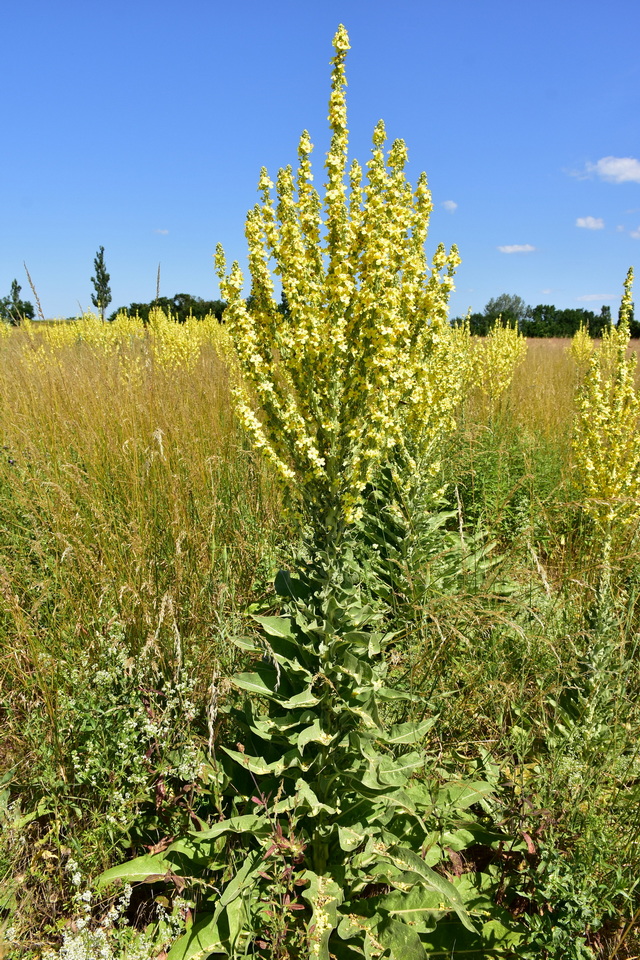 Verbascum speciosum - Pracht-Königskerze<br>0,2 g,  ca. 800 Korn (UG 07, PG B) – Bild 4