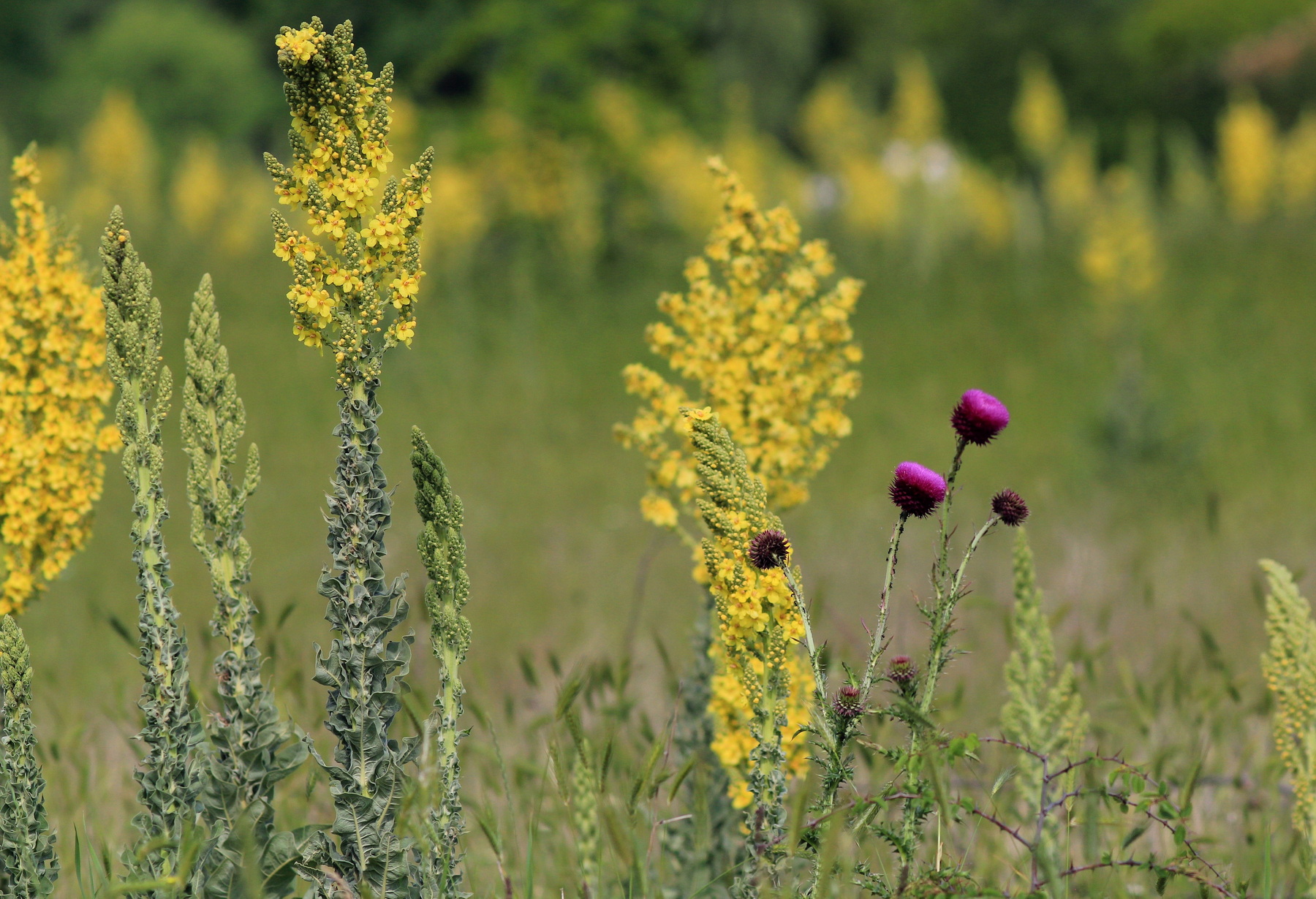 Verbascum speciosum - Pracht-Königskerze<br>0,2 g,  ca. 800 Korn (UG 07, PG B) – Bild 3