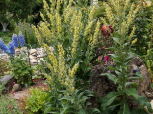 Verbascum speciosum – Pracht-Königskerze<br>0,2 g,  ca. 800 Korn (UG 07, PG B)