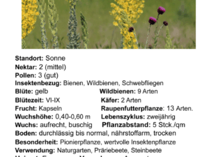 Verbascum speciosum – Pracht-Königskerze<br>0,2 g,  ca. 800 Korn (UG 07, PG B)