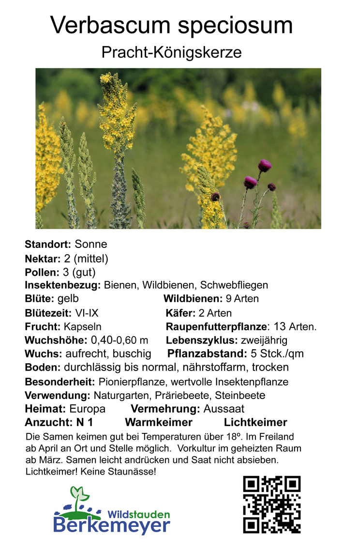 Verbascum speciosum - Pracht-Königskerze<br>0,2 g,  ca. 800 Korn (UG 07, PG B) – Bild 2