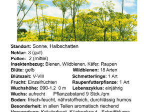 Anethum graveolens – Dill<br>0,25 g,  ca. 220 Korn (UG 07, PG B)