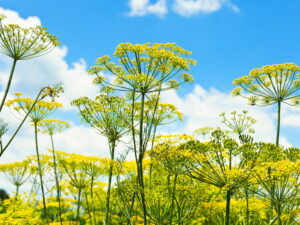 Anethum graveolens – Dill<br>0,25 g,  ca. 220 Korn (UG 07, PG B)