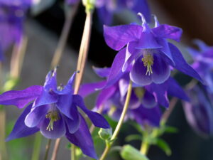 Aquilegia vulgaria-Akelei Mischung<br>1,0 g,  ca. 500 Korn (UG 07, PG C)