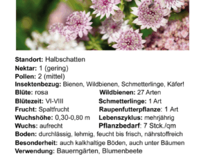 Astrantia major – große Sterndolde<br>0,25 g, ca. 80 Korn (UG 07, PG D)