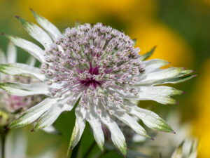 Astrantia major – große Sterndolde<br>0,25 g, ca. 80 Korn (UG 07, PG D)