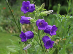 Campanula medium – Marienglockenblume<br>0,1 g,  ca. 350 Korn (UG 07, PG D)