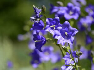 Campanula persicifolia – pfirsichblättrige Glockenblume <br>0,1 g,  ca. 1.000 Korn (UG 07, PG D)