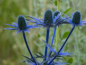 Eryngium planum – blaue Edeldistel<br>0,15 g,  ca. 80 Korn (UG 07, PG C)