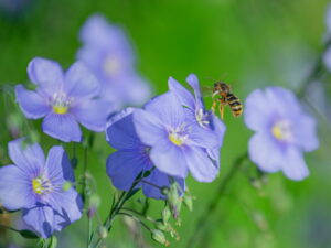 Linum perenne-blauer Staudenlein<br>1,0 g ca. 600 Korn (UG n.n., PG A)