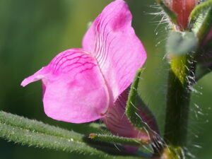 Misopates orontium – Acker-Löwenmäulchen<br>0,1 g, ca. 1.000 Korn (UG 07, PG C)