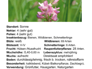 Onobrychis viciifolia – Esparsette<br>2,0 g, ca. 75 Korn (UG 07, PG A)