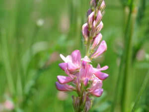 Onobrychis viciifolia – Esparsette<br>2,0 g, ca. 75 Korn (UG 07, PG A)