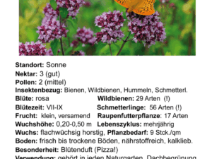 Origanum vulgare – wilder Majoran, Dost <br> 1 Stck. im 12 cm RC-Topf (UG 02)