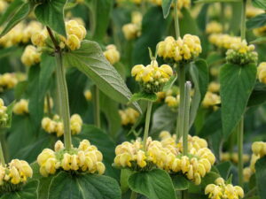 Phlomis russeliana-Brandkraut<br>0,5 g,  ca. 40 Korn (UG 07, PG D)