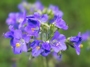 Polemonium caeruleum-balue Himmelsleiter<br>0,25 g, ca. 175 Korn (UG 07, PG C)