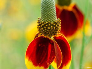 Ratibida columnifera – Prärie-Sonnenhut<br>0,15 g,  ca. 100 Korn (UG 07, PG C)