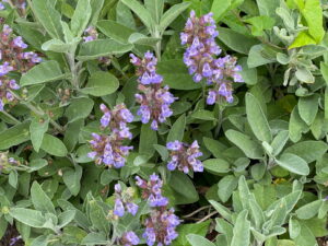 Salvia officinalis – echter Salbei<br>0,5 g ca. 50 Korn (UG 07, PG B)