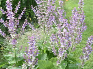 Salvia sclarea – Muskatellersalbei<br>0,25 g ca. 75 Korn (UG 07, PG D)