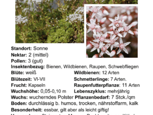 Sedum album – weißer Mauerpfeffer<br> 1 Stck. Pflanze Tb 09 cm (UG n.n.)