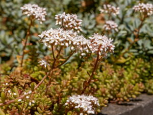 Sedum album – weißer Mauerpfeffer<br> 1 Stck. Pflanze Tb 09 cm (UG n.n.)