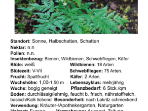 Myrrhis oderata<br>ca. 1,0 g = 20 Korn (UG n.n., PG E)