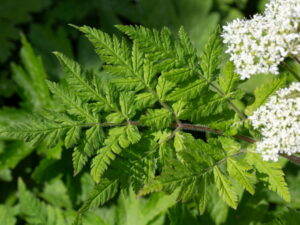 Myrrhis oderata<br>ca. 1,0 g = 20 Korn (UG n.n., PG E)